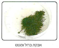 (בספר תמונה, היעזר במנחה)